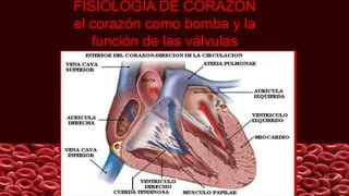 FISIOLOGIA DE CORAZÓN
el corazón como bomba y la
función de las válvulas
 