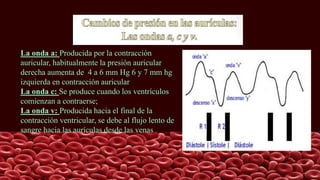 La onda a: Producida por la contracción
auricular, habitualmente la presión auricular
derecha aumenta de 4 a 6 mm Hg 6 y 7 mm hg
izquierda en contracción auricular
La onda c: Se produce cuando los ventrículos
comienzan a contraerse;
La onda v: Producida hacia el final de la
contracción ventricular, se debe al flujo lento de
sangre hacia las aurículas desde las venas
 