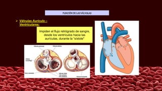 FUNCIÓNDE LASVÁLVULAS
Impiden el flujo retrógrado de sangre,
desde los ventrículos hacia las
aurículas, durante la “sístole"
 Válvulas Auriculo –
Ventriculares:
 