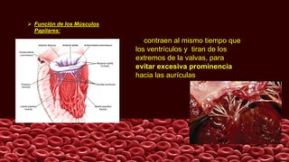  Función de los Músculos
Papilares:
Se contraen al mismo tiempo que
los ventrículos y tiran de los
extremos de la valvas, para
evitar excesiva prominencia
hacia las aurículas
 
