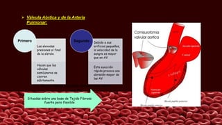  Válvula Aórtica y de la Arteria
Pulmonar:
Las elevadas
presiones al final
de la sístole
Hacen que las
válvulas
semilunares se
cierren
súbitamente
Primero Debido a sus
orificios pequeños,
la velocidad de la
sangre es mayor
que en AV
Esta eyección
rápida provoca una
abrasión mayor de
las AV
Segundo
• No contiene cuerdas tendinosas como
las AV
Situadas sobre una base de Tejido Fibroso
fuerte pero flexible
 