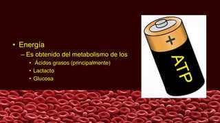 • Energía
– Es obtenido del metabolismo de los
• Ácidos grasos (principalmente)
• Lactacto
• Glucosa
 