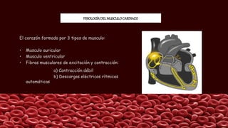FISIOLOGÍADELMUSCULOCARDIACO
El corazón formado por 3 tipos de musculo:
• Musculo auricular
• Musculo ventricular
• Fibras musculares de excitación y contracción:
a) Contracción débil
b) Descargas eléctricas rítmicas
automáticas
 