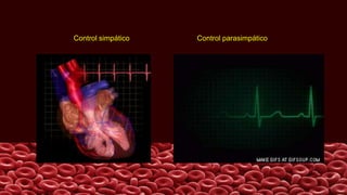 Control simpático Control parasimpático
 
