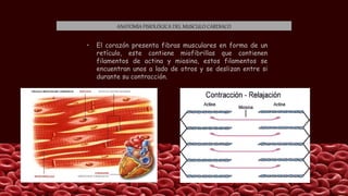 ANATOMÍA FISIOLÓGICA DEL MUSCULO CARDIACO
• El corazón presenta fibras musculares en forma de un
retículo, este contiene miofibrillas que contienen
filamentos de actina y miosina, estos filamentos se
encuentran unos a lado de otros y se deslizan entre si
durante su contracción.
 