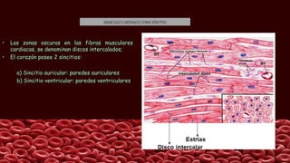 MUSCULO CARDIACO COMO SINCITIO
• Las zonas oscuras en las fibras musculares
cardiacas, se denominan discos intercalados;
• El corazón posee 2 sincitios:
a) Sincitio auricular: paredes auriculares
b) Sincitio ventricular: paredes ventriculares
 