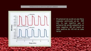 POTENCIALES DE ACCIÓN EN EL MUSCULO CARDIACO
• El potencial de acción en una fibra
muscular ventricular es de 105
mV, lo que significa que el
potencial de acción aumenta en un
valor negativo -85 mV hasta un
valor positivo de +20 mV en cada
latido.
 