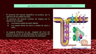 ¿QUE PRODUCE EL POTENCIAL DE ACCIÓN PROLONGADO Y LA MESETA?
• El potencial del musculo esquelético se produce, por la
apertura de los canales de sodio,
• El potencial del musculo cardiaco de dispone por la
abertura de 2 canales:
a) Los mismos canales de sodio rápidos
b) Los canales lentos de calcio o canales de calcio y
sodio
• La segunda diferencia es que después del inicio del
potencial de acción, la permeabilidad de la membrana del
musculo cardiaco a los iones de potasio se disminuyen.
 