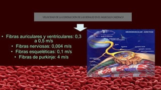 VELOCIDAD DE LA CONDUCCIÓN DE LAS SEÑALES EN EL MUSCULO CARDIACO
• Fibras auriculares y ventriculares: 0,3
a 0,5 m/s
• Fibras nerviosas: 0,004 m/s
• Fibras esqueléticas: 0,1 m/s
• Fibras de purkinje: 4 m/s
 