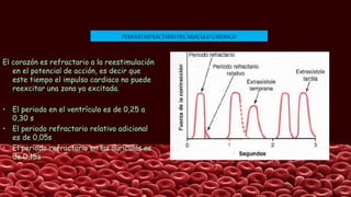PERIODO REFRACTARIO DEL MUSCULO CARDIACO
El corazón es refractario a la reestimulación
en el potencial de acción, es decir que
este tiempo el impulso cardiaco no puede
reexcitar una zona ya excitada.
• El periodo en el ventrículo es de 0,25 a
0,30 s
• El periodo refractario relativo adicional
es de 0,05s
• El periodo refractario en las aurículas es
de 0,15s
 
