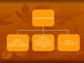 Fases del proyecto FASE 1 GUIAS DE CAMPO SELECCIÓN DE ESPECIES REGISTRO FOTOGRAFICO FASE 2 EDICION DE FOTOS  ORGANIZACIÓN EN CARPETAS CONSULTA EN INTERNET ELABORACION DE HERBARIO ELABORACION DE ALBUN DE  FOTOS FASE 3 ROTULACION CON NOMBRE  CIENTIFICO 