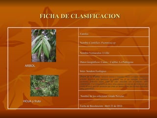FICHA DE CLASIFICACION ARBOL  HOJA y fruto Familia:  Nombre Científico:  Psammisia sp   Nombre Vernáculos: Uvillo Datos Geográficos: Cauca – Cajibio. La Pedregosa Sitio: Sendero Ecológico Datos de la Planta:  Arbustos erectos o lianoides. Hojas coriáceas, nerviación pinnada. Racimos con apariencia de umbela con el eje reducido, bractéolas escamosas, pedicelos largos. Tubo del cáliz articulado con el pedicelo, tubo campanulado. Uso alimenticios de esta y otras especies son más de tipo histórico que actual, es decir que son prácticas que están en desuso, tanto por razones culturales como ambientales.  Nombre de los colectores: Grado Noveno Fecha de Recolección: Abril 22 de 2010 
