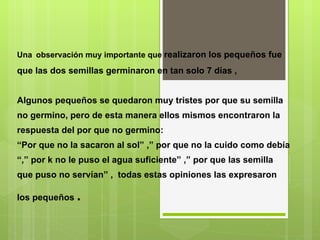 Una   observación muy importante que  realizaron los pequeños fue que las dos semillas germinaron en tan solo 7 días ,    Algunos pequeños se quedaron muy tristes por que su semilla no germino, pero de esta manera ellos mismos encontraron la respuesta del por que no germino: “Por que no la sacaron al sol” ,” por que no la cuido como debía “,” por k no le puso el agua suficiente” ,” por que las semilla que puso no servían” ,  todas estas opiniones las expresaron los pequeños  . 