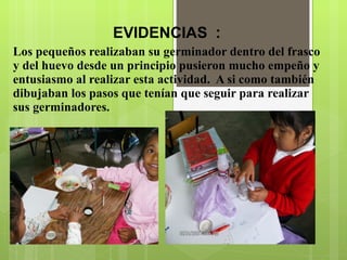 EVIDENCIAS  : Los pequeños realizaban su germinador dentro del frasco y del huevo desde un principio pusieron mucho empeño y entusiasmo al realizar esta actividad.  A si como también dibujaban los pasos que tenían que seguir para realizar sus germinadores.     