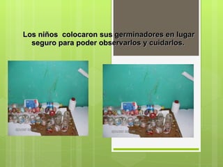   Los niños  colocaron sus germinadores en lugar seguro para poder observarlos y cuidarlos.     