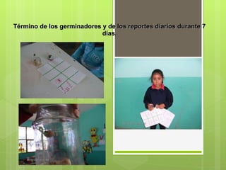 Término de los germinadores y de los reportes diarios durante 7 días. 