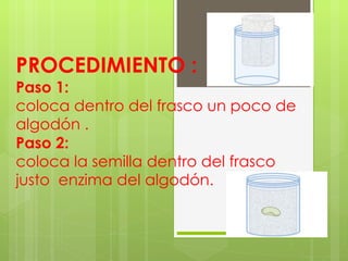 PROCEDIMIENTO : Paso 1: coloca dentro del frasco un poco de algodón . Paso 2: coloca la semilla dentro del frasco justo  enzima del algodón. 