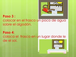 Paso 3 : colocar en el frasco un poco de agua  sobre el algodón. Paso 4: coloca el  frasco en un lugar donde le de el sol.  