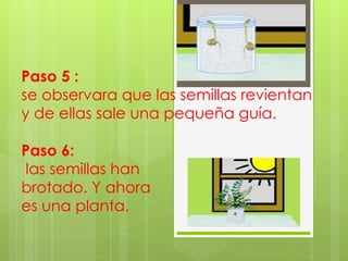 Paso 5 :  se observara que las semillas revientan y de ellas sale una pequeña guía. Paso 6:  las semillas han brotado. Y ahora  es una planta. 