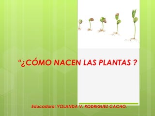 “ ¿CÓMO NACEN LAS PLANTAS ?   Educadora: YOLANDA V. RODRIGUEZ CACHO . 