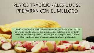 PLATOS TRADICIONALES QUE SE
PREPARAN CON EL MELLOCO
El melloco una vez cocinado tiene una textura gelatinosa y babosa que
da una sensación viscosa. Está presente con más fuerza en la región
sierra, en ensaladas y locros mientras que en la región amazónica se
utilizan sus hojas para preparar sopas en saladas y refrescos.
 