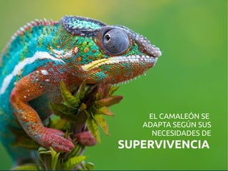 EL CAMALEÓN SE
ADAPTA SEGÚN SUS
NECESIDADES DE
SUPERVIVENCIA
 