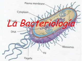 La Bacteriología
 
