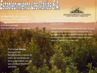 Establecimiento Las Marías S.A. Las Marías fue fundada en 1924, cuando Víctor Navajas Centeno decidió plantar los primeros yerbales reconvirtiendo así la pequeña  Tiempo después, hacia 1950, se sumó la producción y el cultivo de té. Junto a la notable trascendencia que al poco tiempo adquirieron dichas actividades, la ganadería siguió desarrollándose con éxito. Aprovechando los terrenos bajos no aptos para el cultivo de yerba y té Pronto Las Marías incorporó las forestaciones a través de miles de hectáreas de pino y eucaliptos con los que produce madera aserrada. 