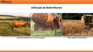 Utilização do Biofertilizante 
Milho adubado com biofertilizante 
Aplicação de biofertilizante em áreas de pastagem  