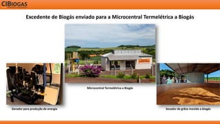 Excedente de Biogás enviado para a Microcentral Termelétrica a Biogás 
Gerador para produção de energia 
Secador de grãos movido a biogás 
Microcentral Termelétrica a Biogás 