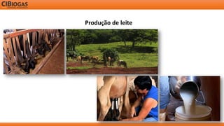 Produção de leite  