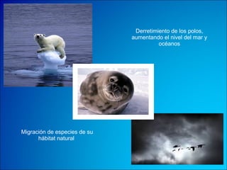 Migración de especies de su hábitat natural   Derretimiento de los polos, aumentando el nivel del mar y océanos 