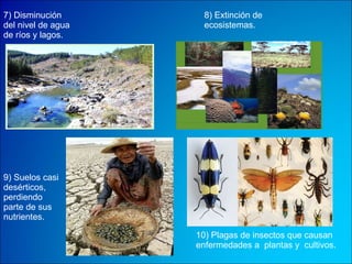7) Disminución del nivel de agua de ríos y lagos. 8) Extinción de ecosistemas. 9) Suelos casi desérticos, perdiendo parte de sus nutrientes.  10) Plagas de insectos que causan enfermedades a  plantas y  cultivos. 