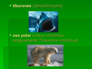tiburones   ( Selachimorpha ) oso polar   ( Ursus maritimus , antiguamente  Thalarctos maritimus ) 