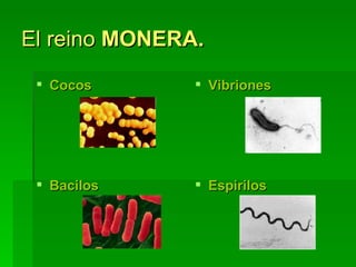 El reino  MONERA. Cocos   Bacilos Vibriones Espirilos 