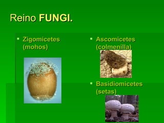 Reino  FUNGI. Zigomicetes (mohos)   Ascomicetes (colmenilla)   Basidiomicetes (setas)   