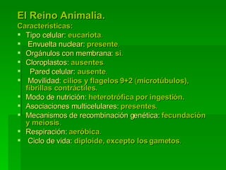 El Reino Animalia.   Características:   Tipo celular:  eucariota .  Envuelta nuclear:  presente .     Orgánulos con membrana:  si .    Cloroplastos:  ausentes .     Pared celular:  ausente .  Movilidad:  cilios y flagelos   9+2  ( microtúbulos), fibrillas contráctiles.    Modo de nutrición:  heterotrófica por ingestión.    Asociaciones multicelulares:  presentes.    Mecanismos de recombinación genética:  fecundación y meiosis .    Respiración:  aeróbica .  Ciclo de vida:  diploide, excepto los gametos .   