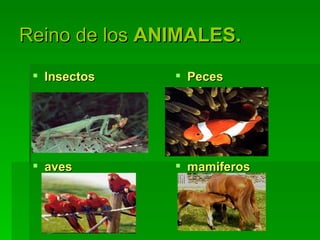 Reino de los  ANIMALES. Insectos aves Peces mamiferos 