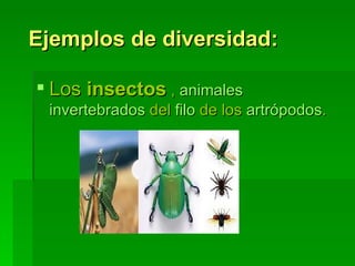 Ejemplos de diversidad: Los  insectos  ,  animales   invertebrados  del  filo  de los  artrópodos .   