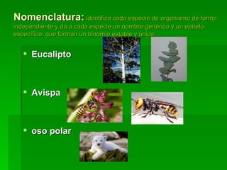 Nomenclatura:   identifica cada especie de organismo de forma independiente y da a cada especie un nombre genérico y un epíteto específico, que forman un binomio estable y único. Eucalipto Avispa oso polar  