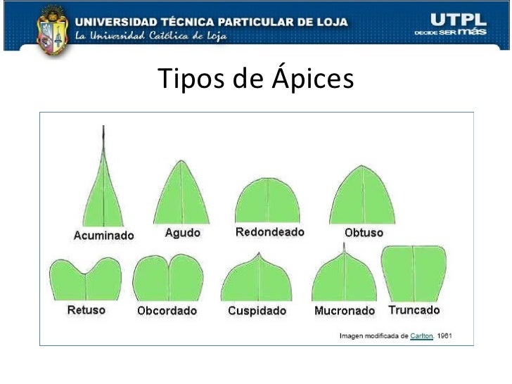 Recomendado Recomendado