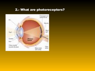 2.- What are photoreceptors?   