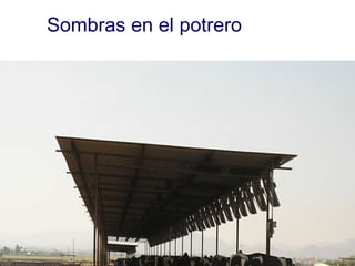 Sombras en el potrero 