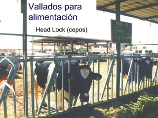 Vallados para alimentación Head Lock (cepos) 