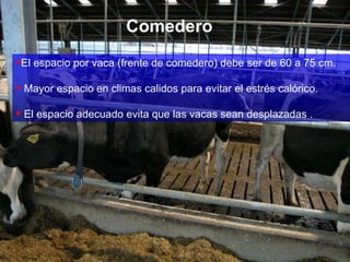 El espacio por vaca (frente de comedero) debe ser de 60 a 75 cm. Mayor espacio en climas calidos para evitar el estrés calórico. El espacio adecuado evita que las vacas sean desplazadas . Comedero 