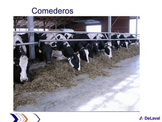 Comederos 