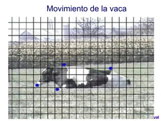Movimiento de la vaca 