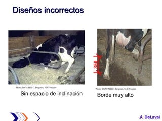 Sin espacio de inclinación Borde muy alto Photo: DVM/PhD C. Bergsten, SLU Sweden Photo: DVM/PhD C. Bergsten, SLU Sweden 350 Diseños incorrectos 