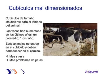 Cubículos mal dimensionados Cubículos de tamaño insuficiente para el tamaño del animal. Las vacas han aumentado en los últimos años, en promedio, 1 cm/ año.  Esos animales no entran en el cubículo y deben permanecer en el camino.    Más stress   Más problemas de patas 