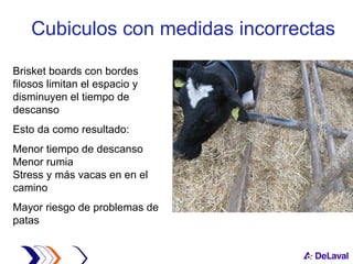 Cubiculos con medidas incorrectas  Brisket boards con bordes filosos limitan el espacio y disminuyen el tiempo de descanso Esto da como resultado: Menor tiempo de descanso  Menor rumia Stress y más vacas en en el camino  Mayor riesgo de problemas de patas 